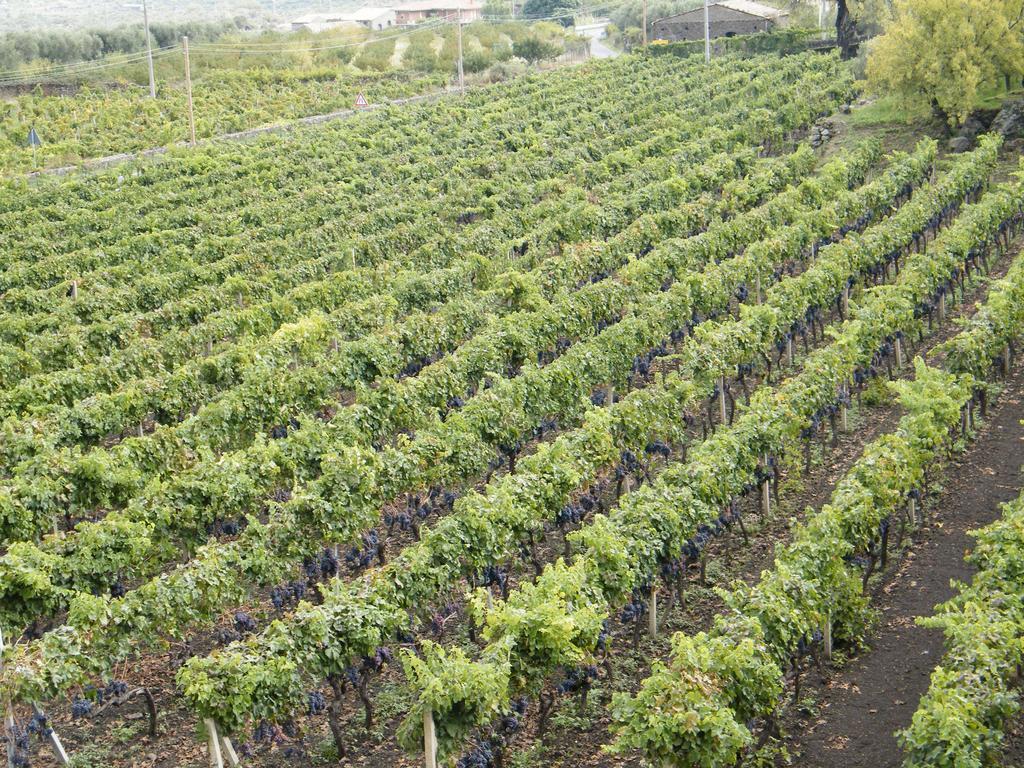 Etna Wine Azienda Agrituristica Passopisciaro Exterior foto